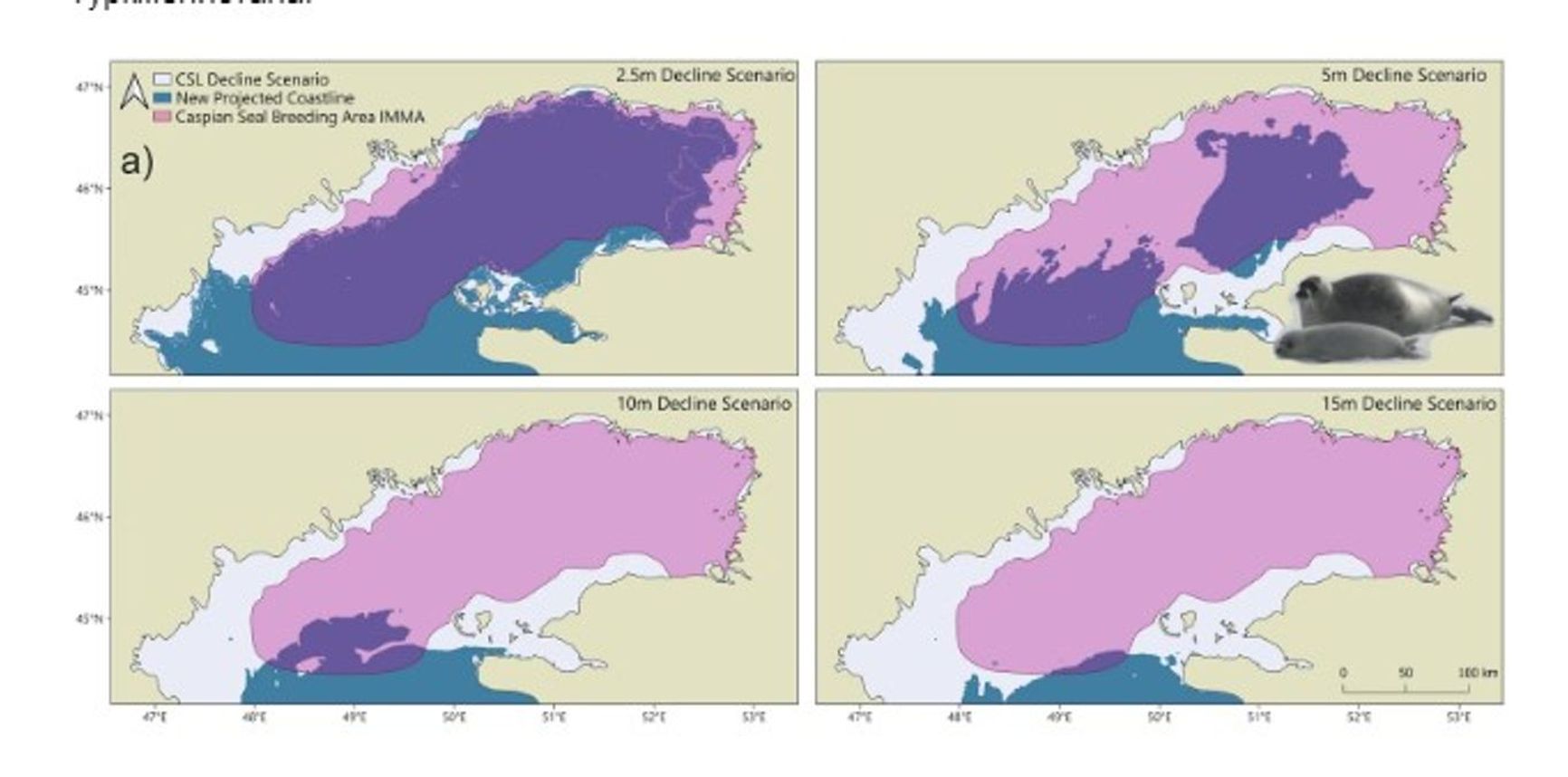 Four scenarios show the shrinking area of the Caspian Sea in the event of a sea level drop of 2.5 meters, 5 meters, 10 meters, and 15 meters. The forecast shows that with a drop of 10–15 meters, the Caspian seal would lose its breeding grounds (marked in purple) “Rapid decline of the Caspian Sea level threatens ecosystem integrity, biodiversity protection, and human infrastructure,”Nature, April 10, 2025